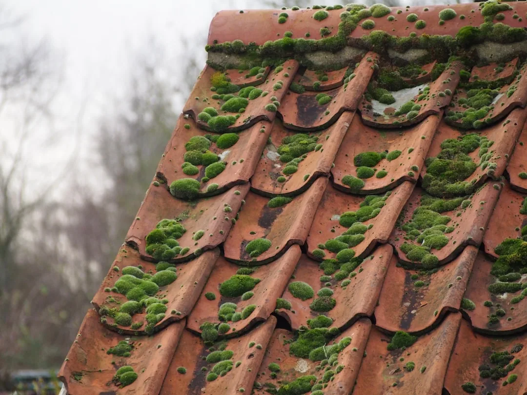 Moss and algae buildup on roof tiles in Arizona climate - Tile roof wash